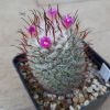 Vai alla scheda di Mammillaria bombycina cv. split spines