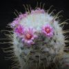 Vai alla scheda di Mammillaria bombycina spine gialle