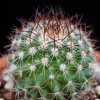 Vai alla scheda di Mammillaria bonavitii