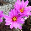 Vai alla scheda di Mammillaria boolii