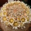 Vai alla scheda di Mammillaria brachytrichion