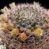 Vai alla scheda di Mammillaria brandegeei