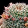 Vai alla scheda di Mammillaria brandegeei ssp. gabbii