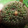 Vai alla scheda di Mammillaria brandegeei ssp. glareosa