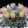 Vai alla scheda di Mammillaria brandegeei ssp. lewisiana