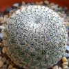 Vai alla scheda di Mammillaria brauneana