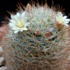 Vai alla scheda di Mammillaria brevicrinita