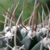 Vai alla scheda di Mammillaria bucareliensis