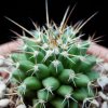 Vai alla scheda di Mammillaria bucareliensis v. bicornuta