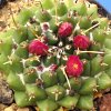 Vai alla scheda di Mammillaria bucareliensis v. multiflora