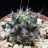 Vai alla scheda di Mammillaria bucareliensis v. tamaulipa