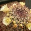 Vai alla scheda di Mammillaria buxbaumeriana