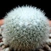 Vai alla scheda di Mammillaria cadereytensis