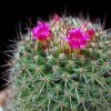 Vai alla scheda di Mammillaria calacantha