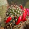 Vai alla scheda di Mammillaria californica