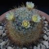 Vai alla scheda di Mammillaria calleana