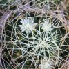 Vai alla scheda di Mammillaria camptotricha