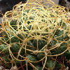 Vai alla scheda di Mammillaria camptotricha cv. marnier-lapostollei