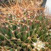 Vai alla scheda di Mammillaria camptotricha forma