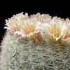 Vai alla scheda di Mammillaria candida