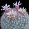 Vai alla scheda di Mammillaria candida ssp. ortizrubioana