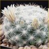 Vai alla scheda di Mammillaria candida ssp. ortizrubiona