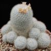 Vai alla scheda di Mammillaria candida v. caespitosa