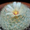 Vai alla scheda di Mammillaria candida v. estanzuelensis