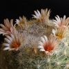 Vai alla scheda di Mammillaria candida v. rosea