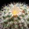 Vai alla scheda di Mammillaria canelensis