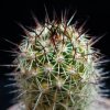 Vai alla scheda di Mammillaria capensis v. pallida