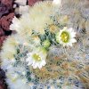 Vai alla scheda di Mammillaria carmenae