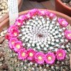 Vai alla scheda di Mammillaria carnea