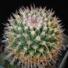 Vai alla scheda di Mammillaria carnea v. tetragona