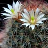 Vai alla scheda di Mammillaria carretii