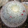 Vai alla scheda di Mammillaria celsiana