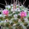 Vai alla scheda di Mammillaria centralifera