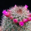 Vai alla scheda di Mammillaria centraliplumosa