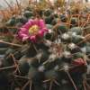 Vai alla scheda di Mammillaria centricirrha
