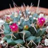 Vai alla scheda di Mammillaria centricirrha v. glauca