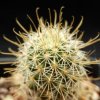Vai alla scheda di Mammillaria cerralboa