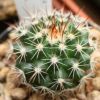 Vai alla scheda di Mammillaria chaletii