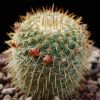 Vai alla scheda di Mammillaria chiapensis