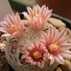 Vai alla scheda di Mammillaria chica