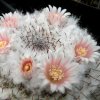 Vai alla scheda di Mammillaria chionocephala