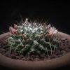 Vai alla scheda di Mammillaria cirrhifera