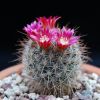 Vai alla scheda di Mammillaria claviformis