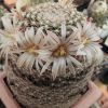 Vai alla scheda di Mammillaria coahuilensis ssp. albiarmata