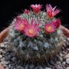 Vai alla scheda di Mammillaria cobrensis f. rubriflora