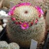 Vai alla scheda di Mammillaria collina